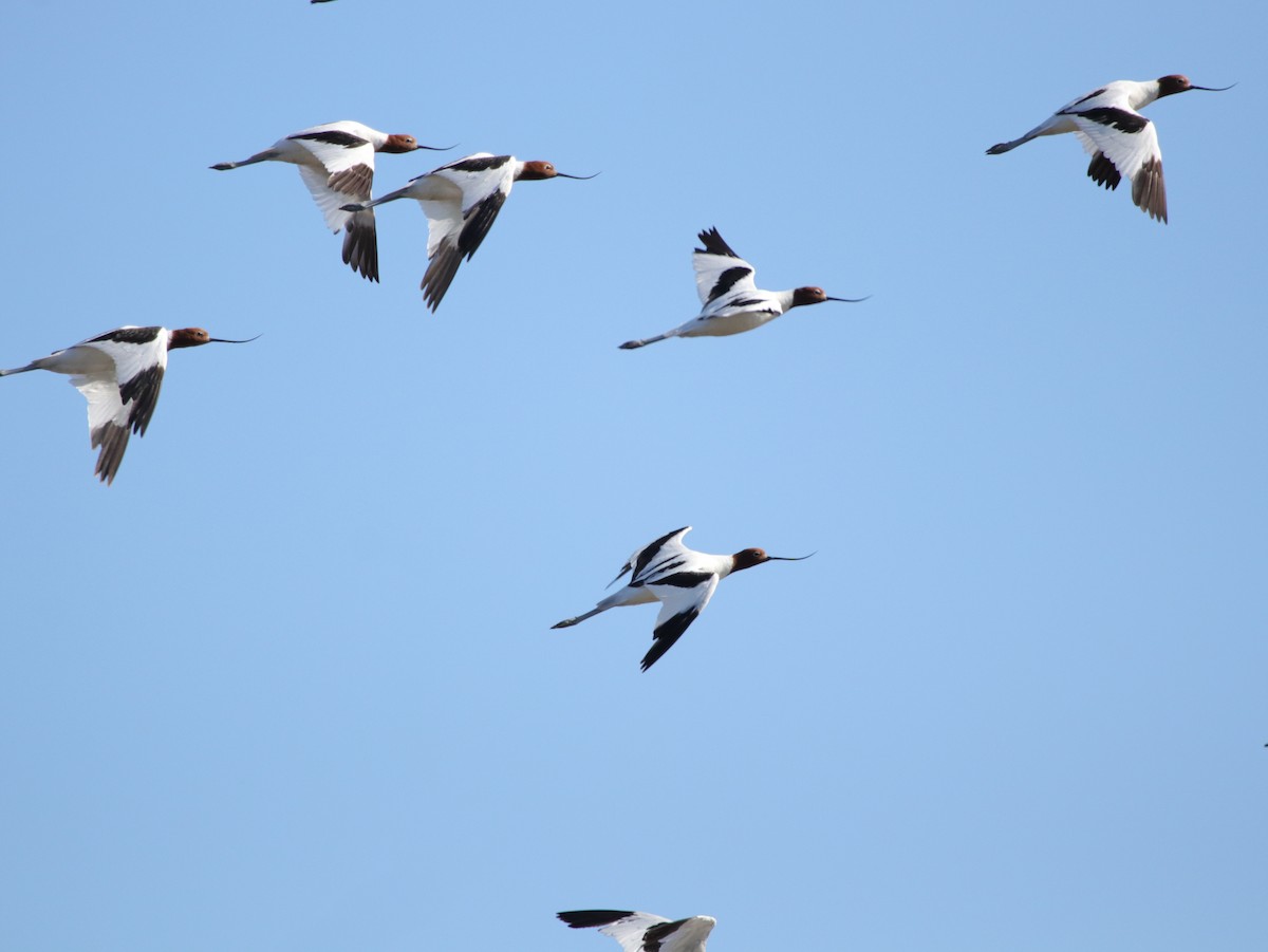 Red-necked Avocet - ML624071402