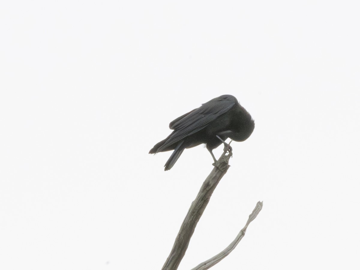 American Crow - ML624071403