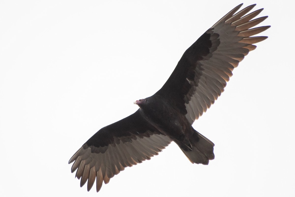 Turkey Vulture - ML624071429