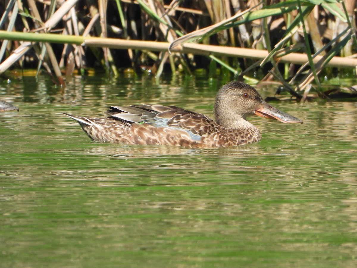 Northern Shoveler - ML624071439