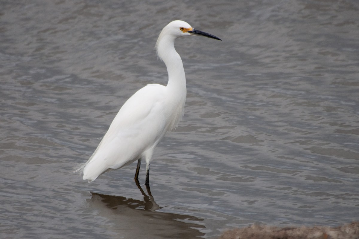 Snowy Egret - ML624071441