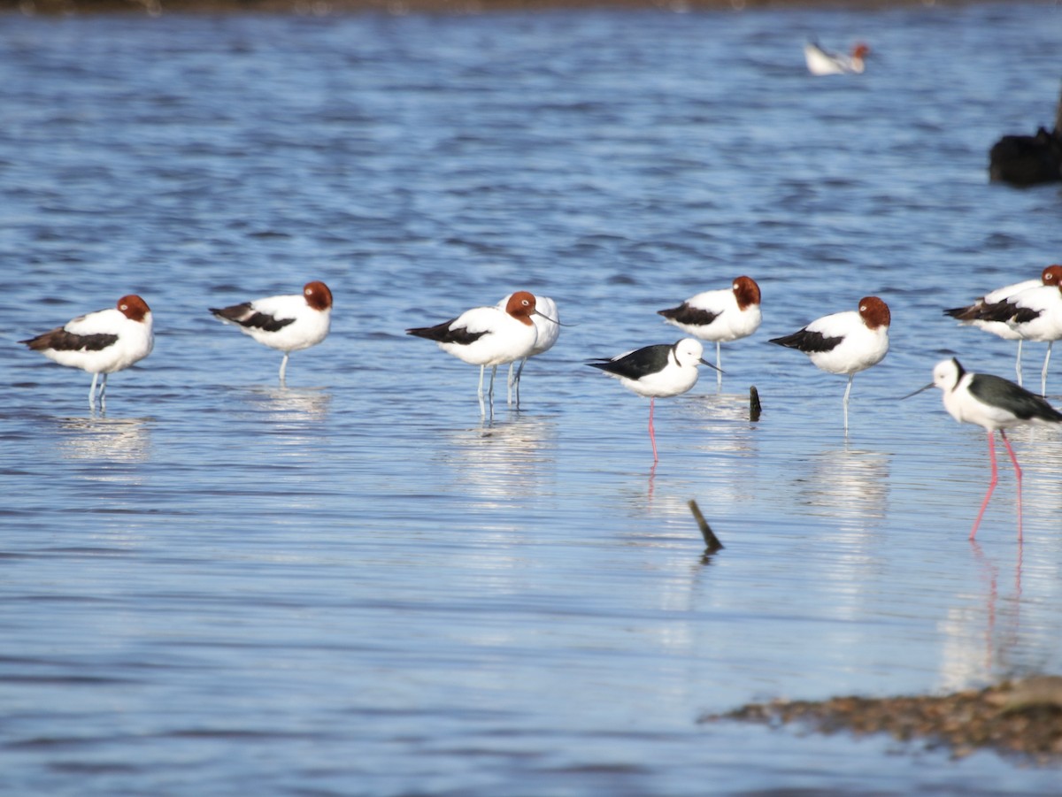 Red-necked Avocet - ML624071448