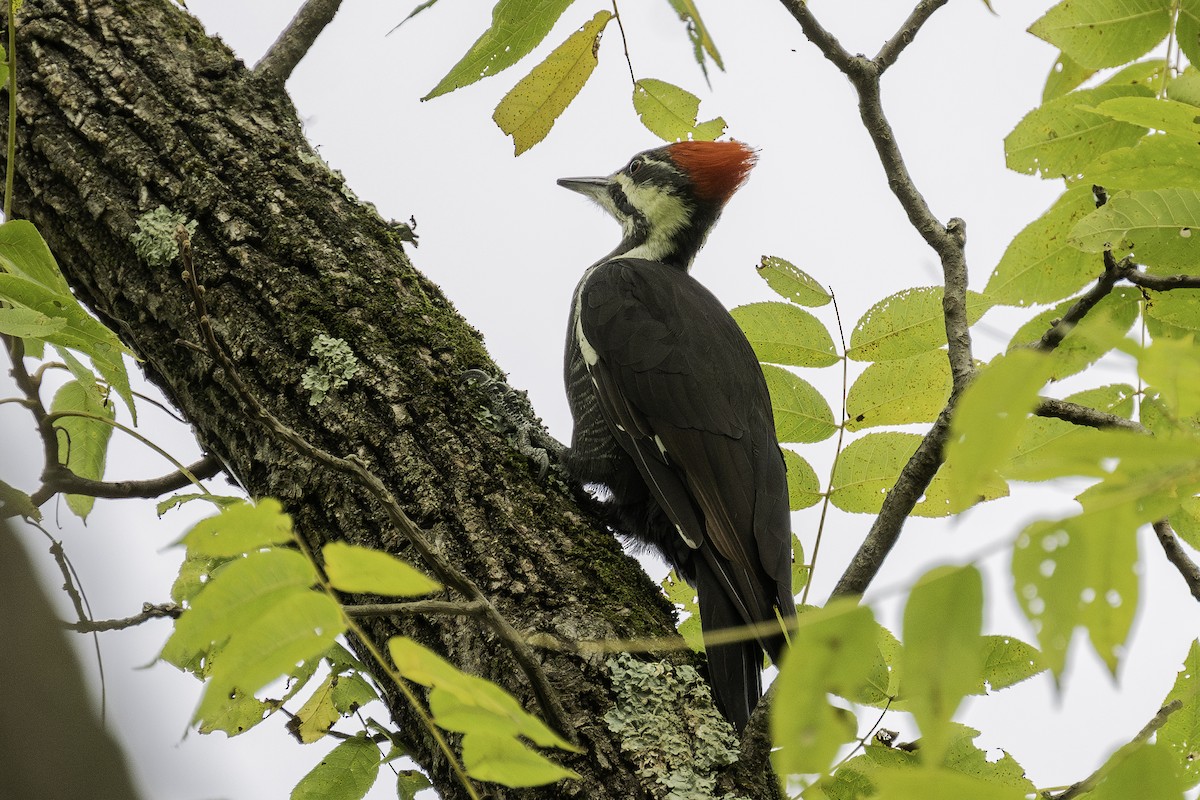 Pileated Woodpecker - ML624071453