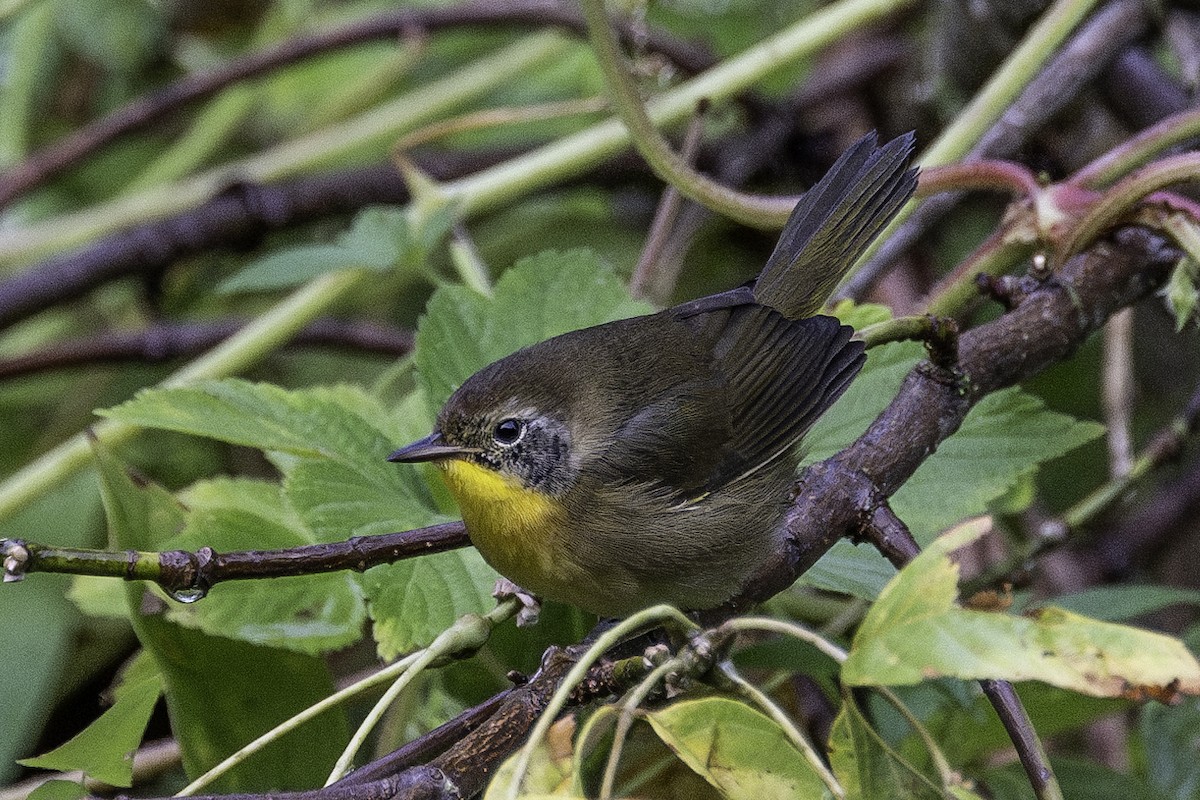 Common Yellowthroat - ML624071458