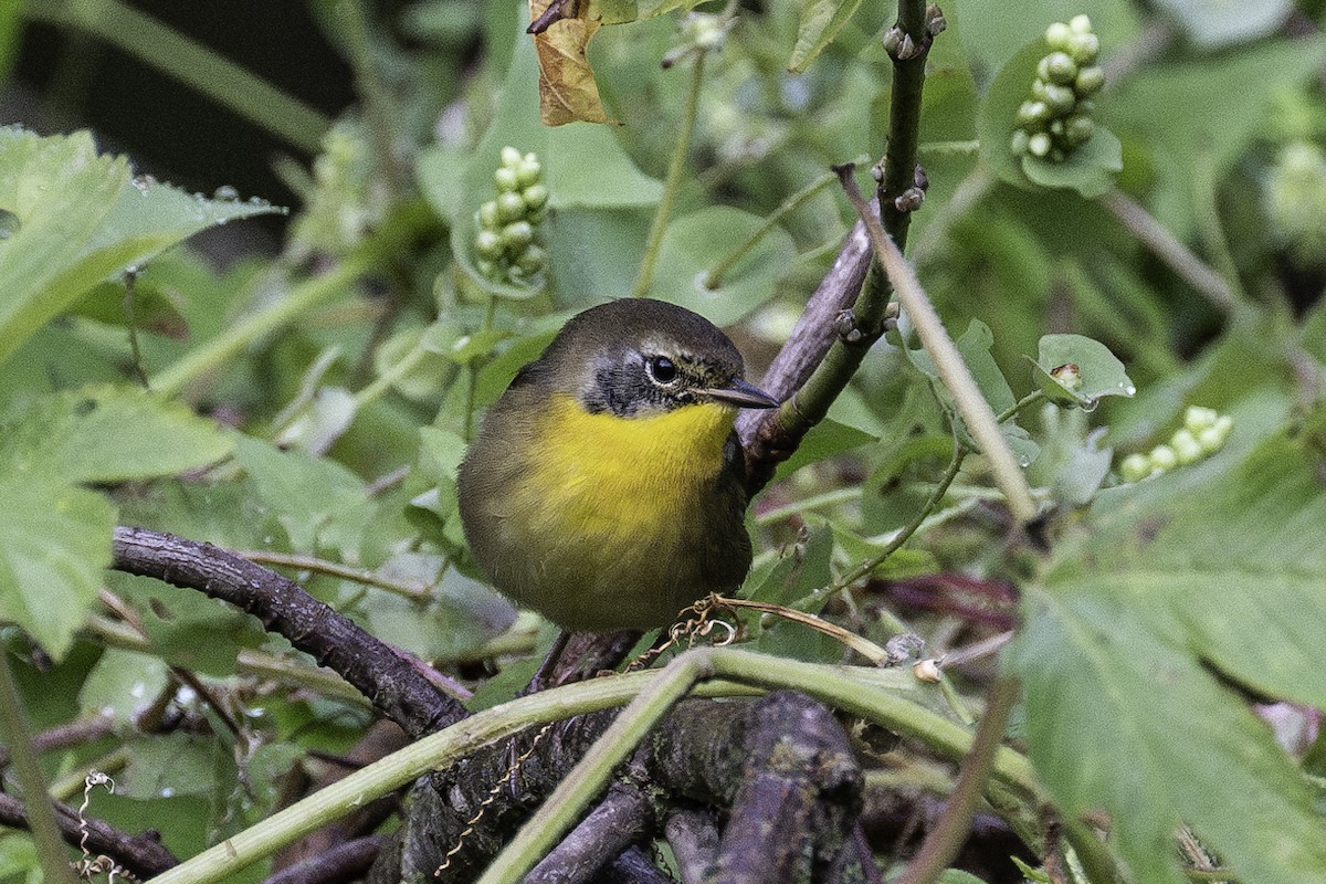 Common Yellowthroat - ML624071459