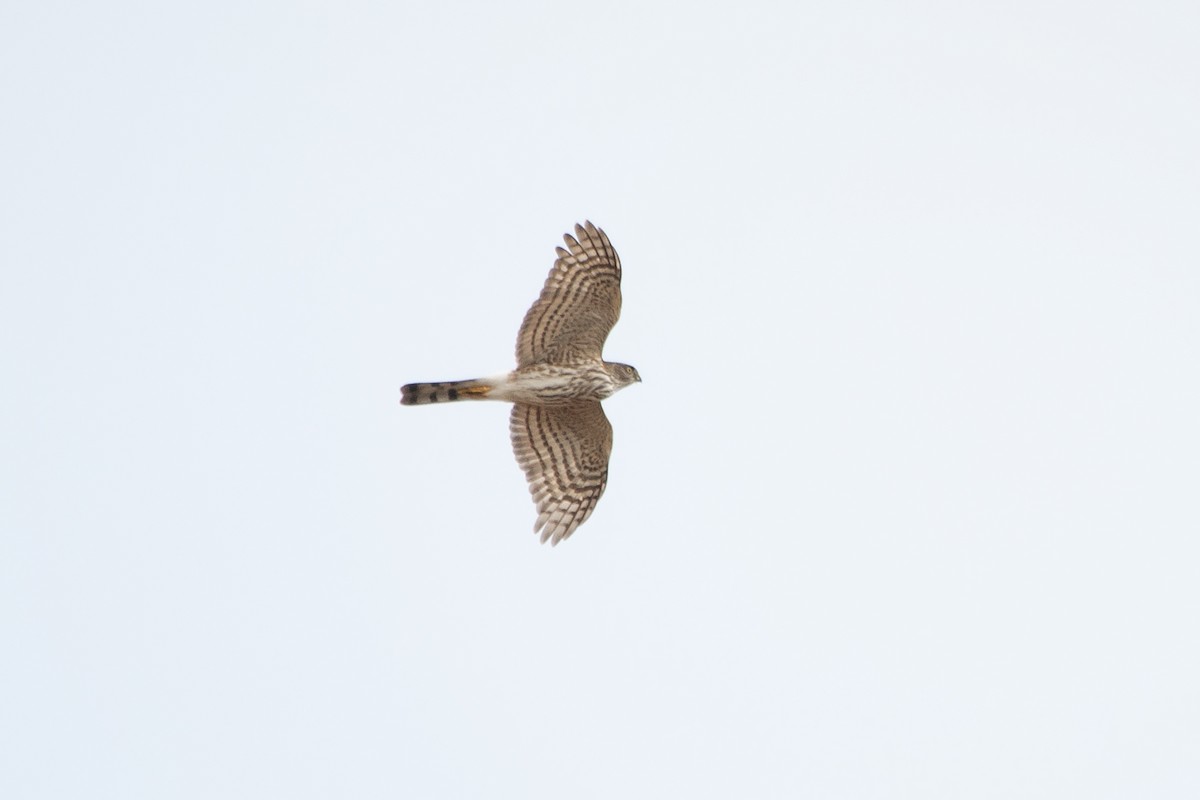 Sharp-shinned Hawk - ML624071466