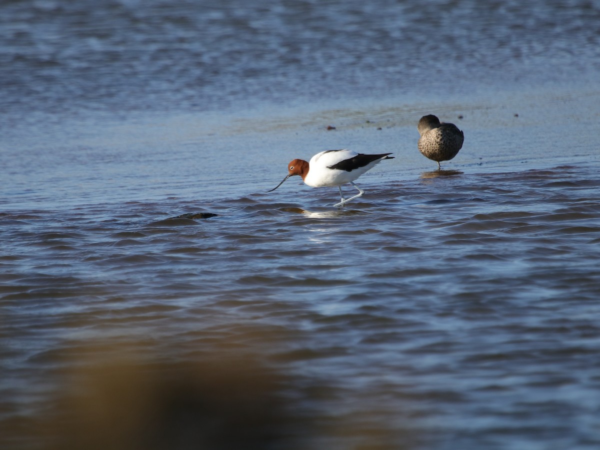 Red-necked Avocet - Linkon Ferguson