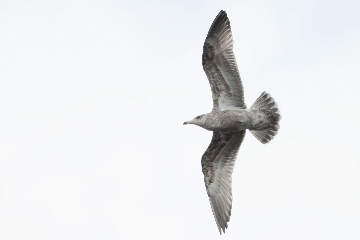 Herring Gull (American) - Miguel Rouco