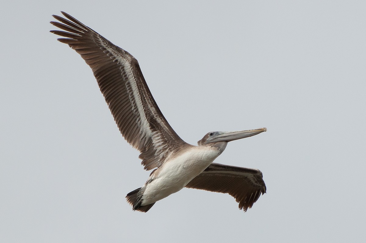 Brown Pelican - ML624071496