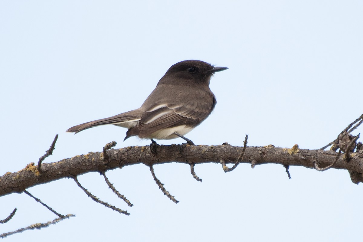 Black Phoebe - ML624071501