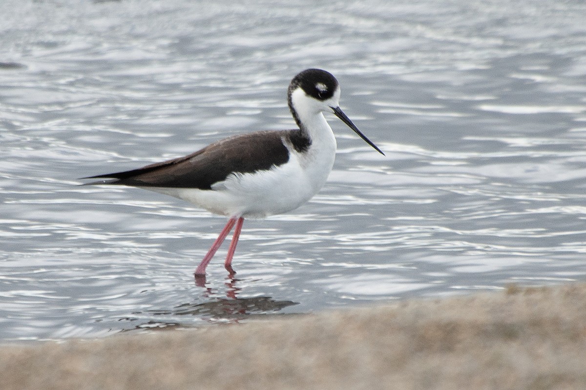 Black-necked Stilt - ML624071507