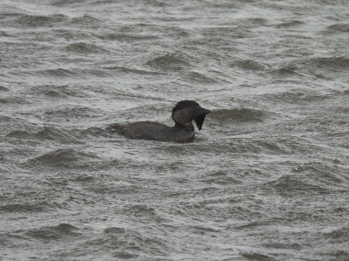 Musk Duck - ML624071555