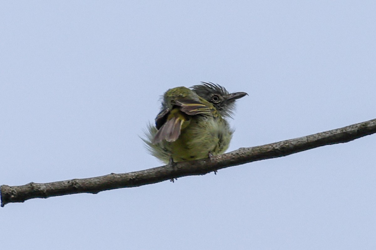 Yellow-olive Flatbill - Ian Thompson