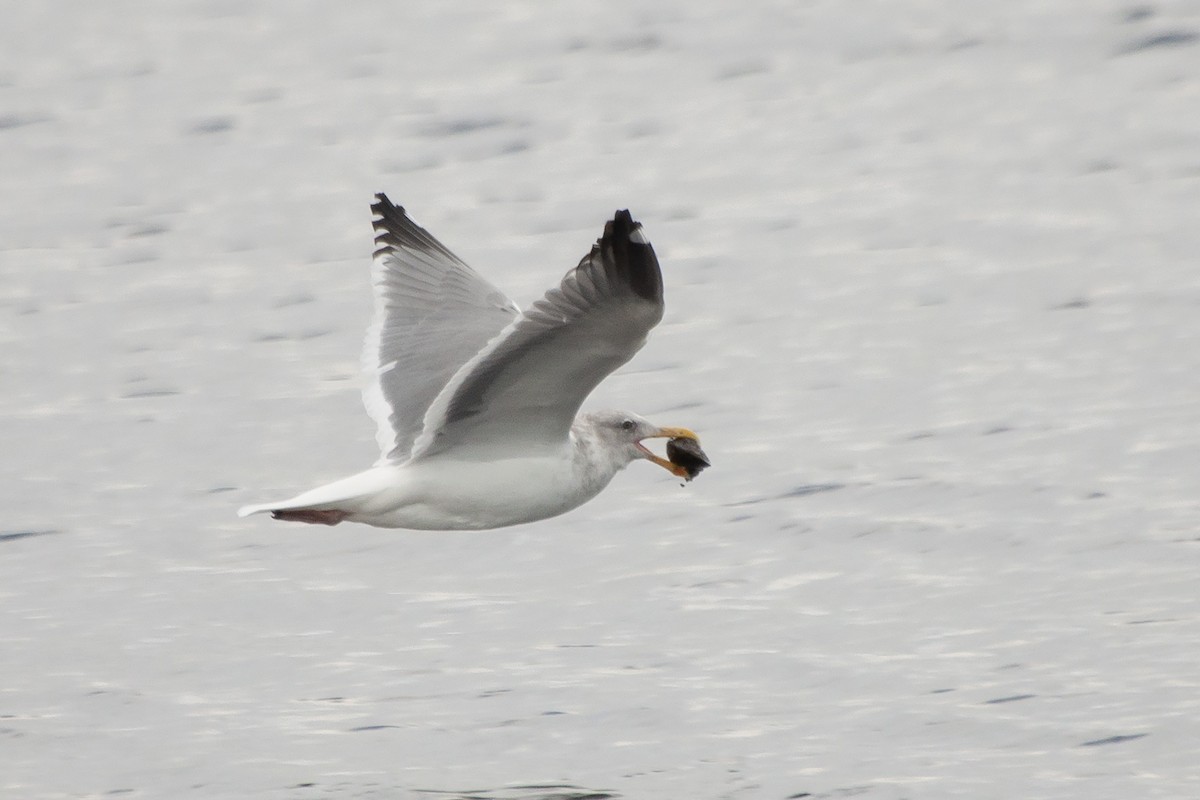 California Gull - Miguel Rouco