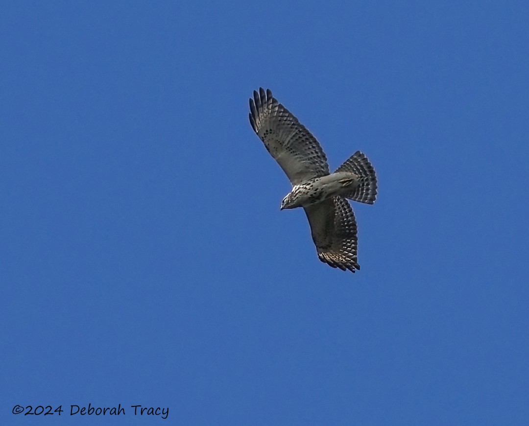 Red-shouldered Hawk - ML624071593