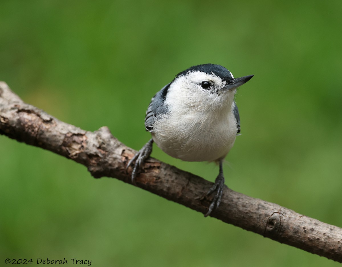 White-breasted Nuthatch - Deborah Kral