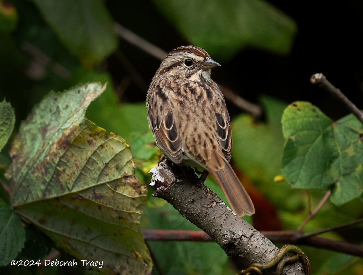 Song Sparrow - ML624071600