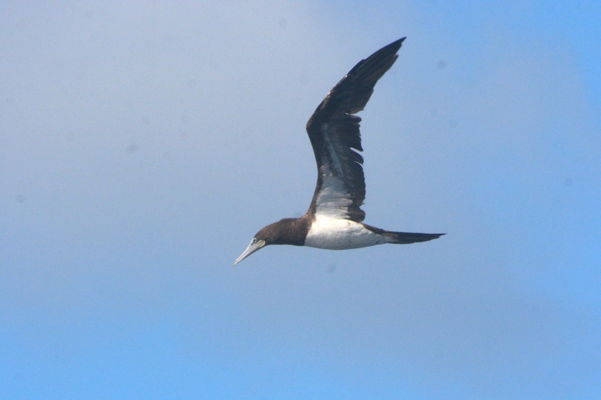 Brown Booby - ML624071606