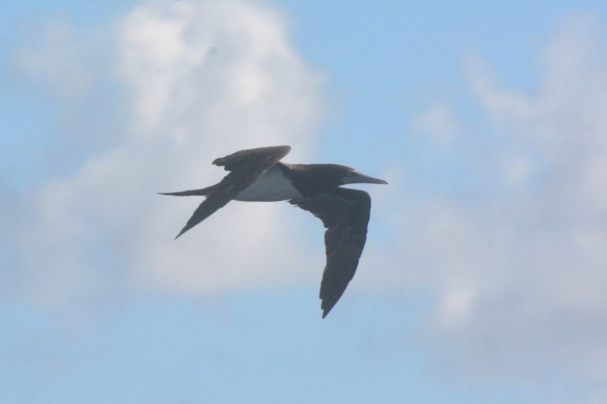 Brown Booby - ML624071611