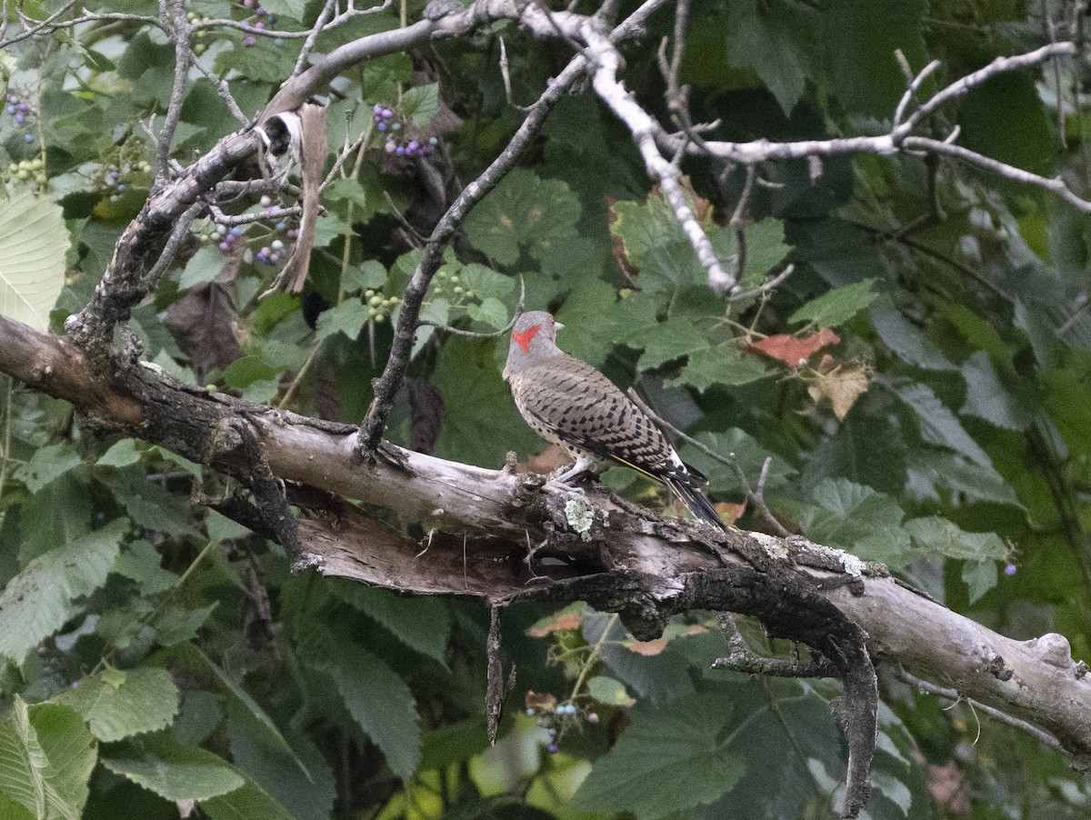 Red-bellied Woodpecker - ML624071617