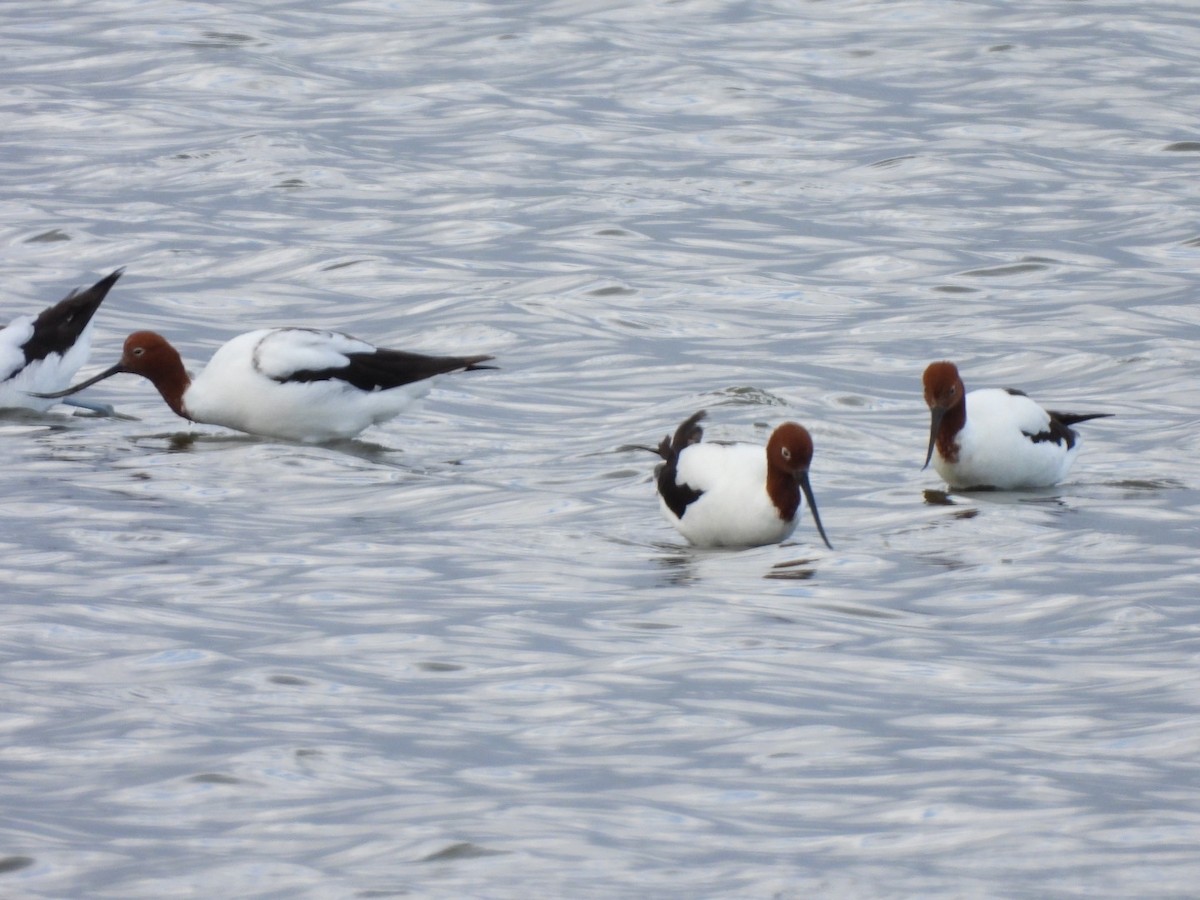 Red-necked Avocet - ML624071618