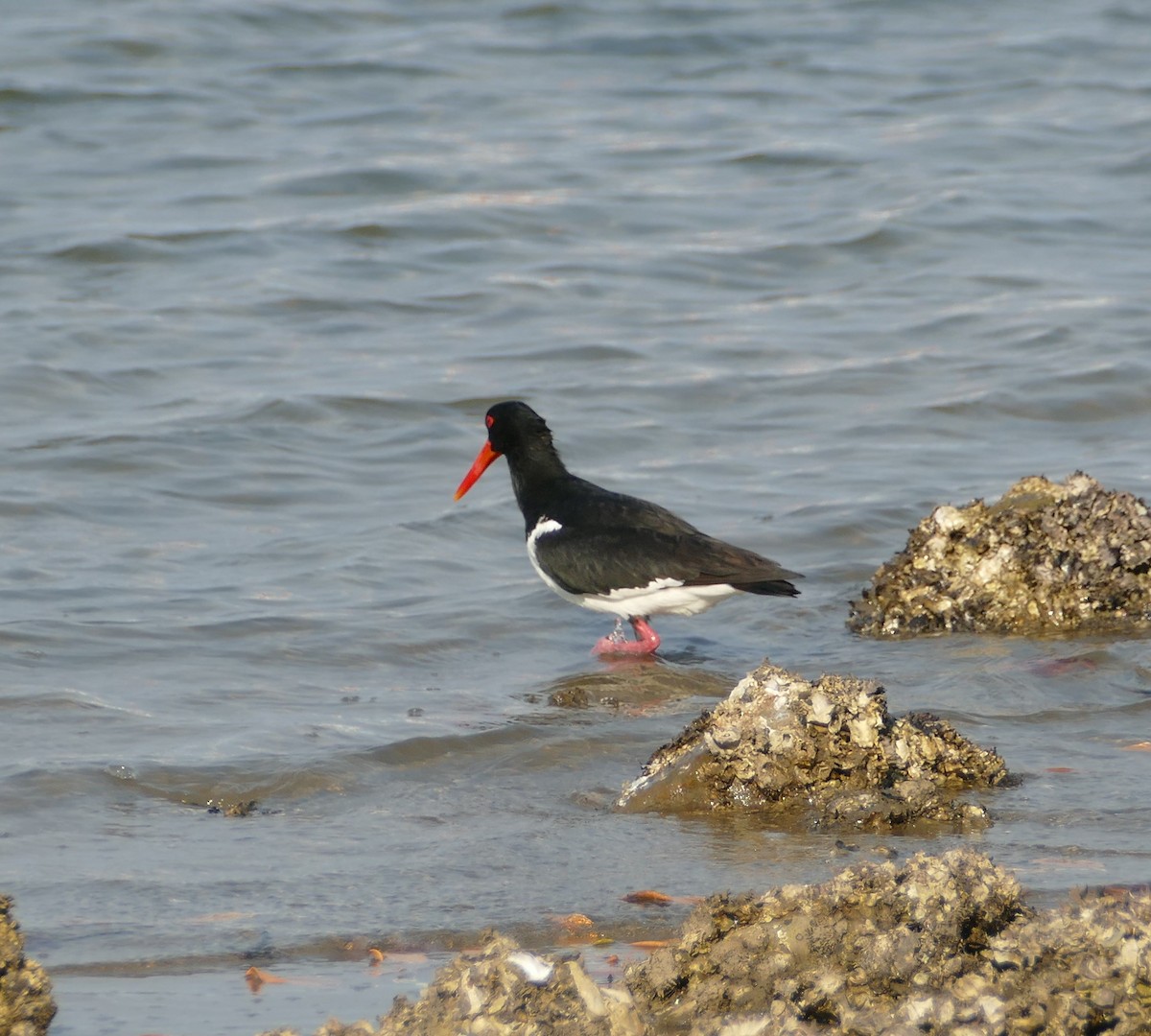 Pied Oystercatcher - ML624071622