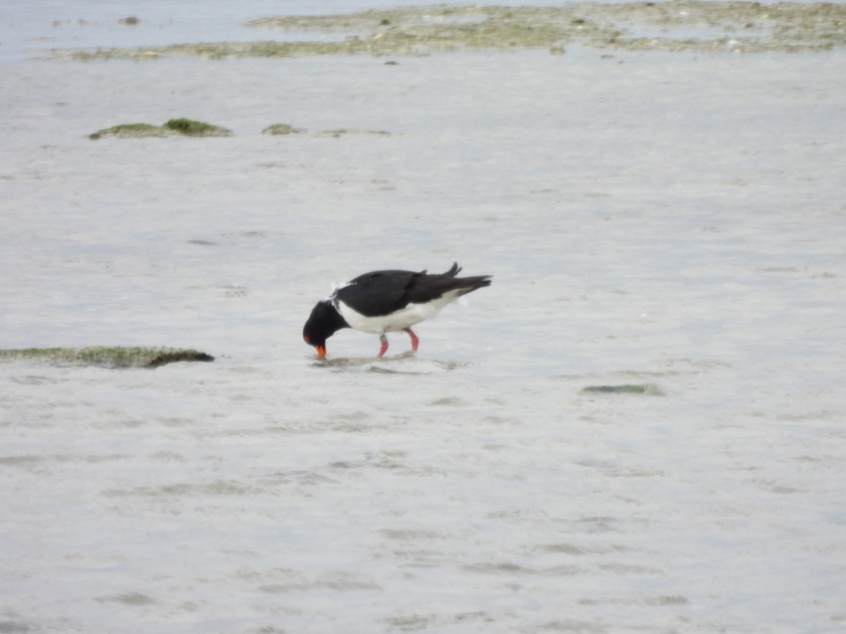 Pied Oystercatcher - ML624071623