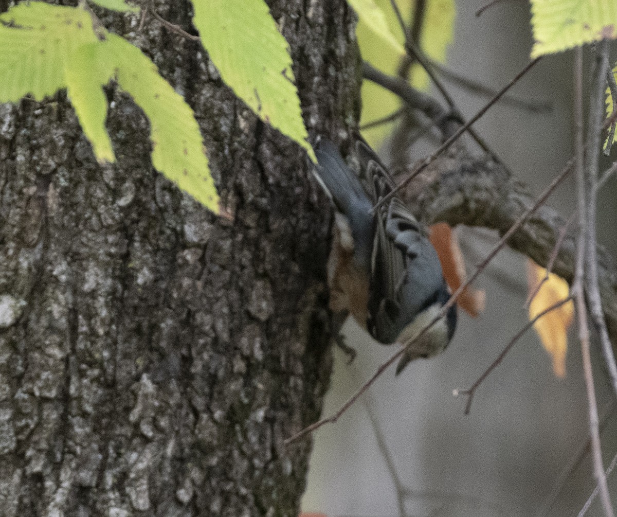 White-breasted Nuthatch - ML624071633