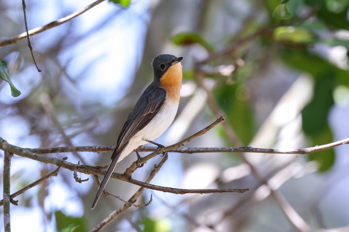 Leaden Flycatcher - Ged Tranter