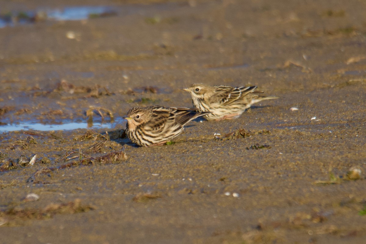 Red-throated Pipit - ML624071650