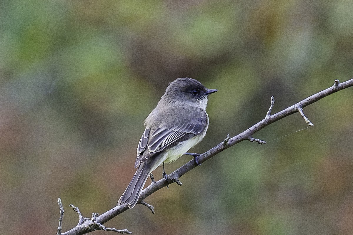 Eastern Phoebe - ML624071652