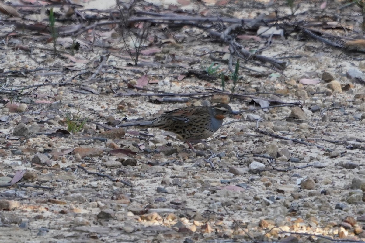 Spotted Quail-thrush - ML624071654