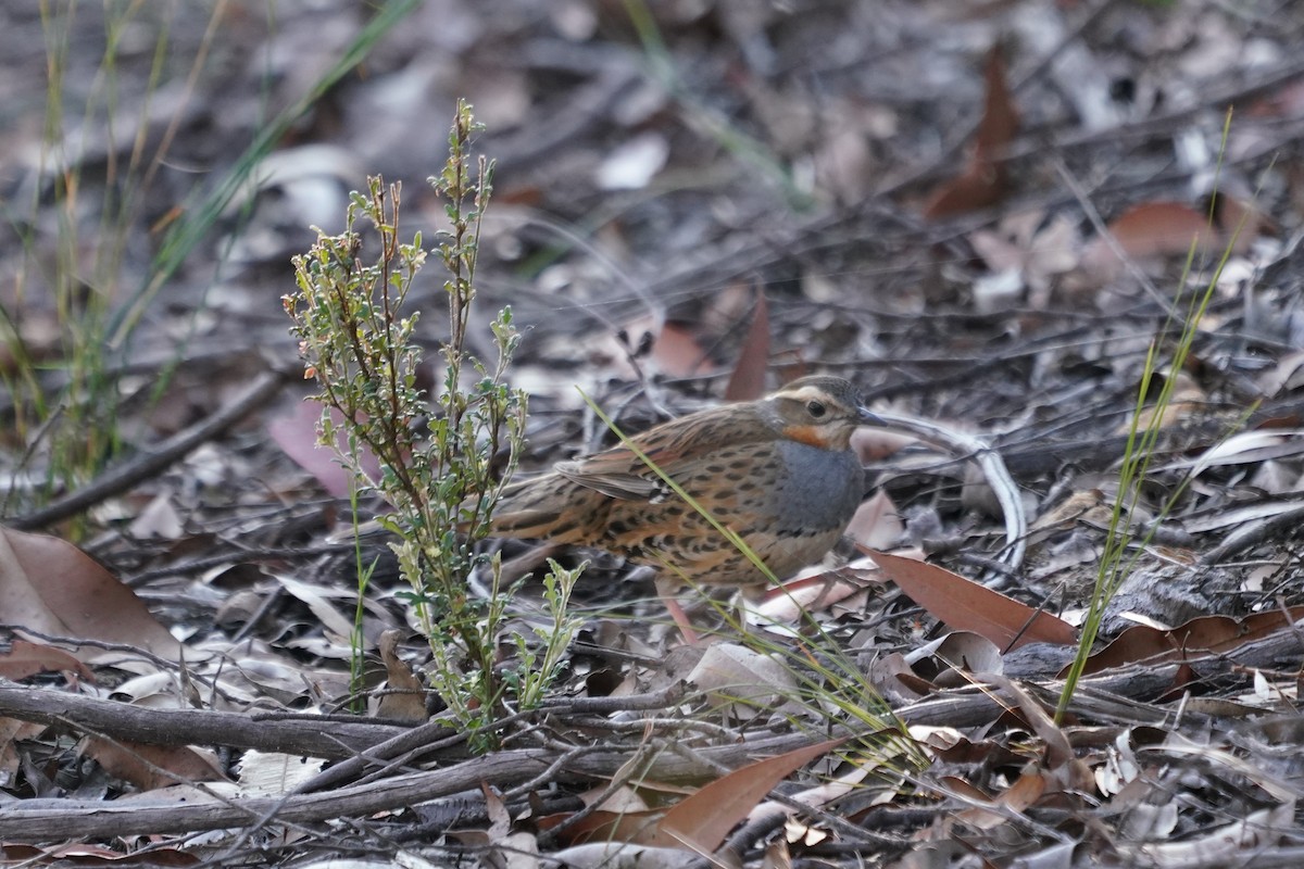 Spotted Quail-thrush - ML624071655