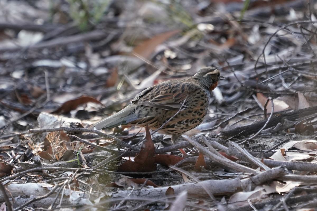 Spotted Quail-thrush - Daniel Traub