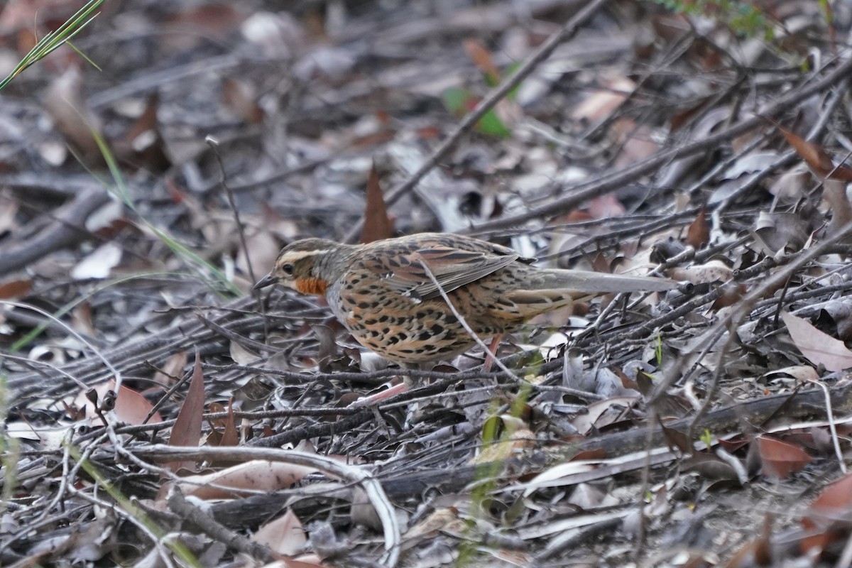 Spotted Quail-thrush - ML624071657