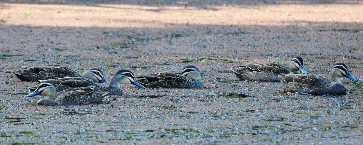 Pacific Black Duck - ML624071668