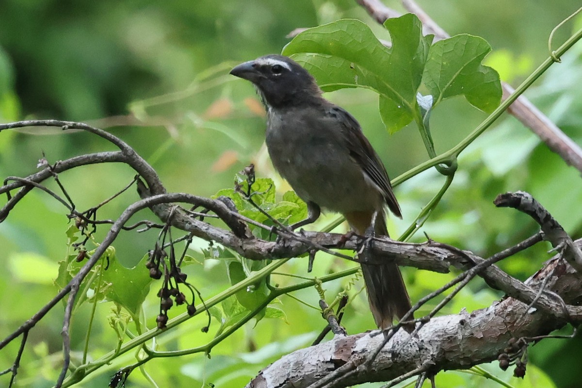 Cinnamon-bellied Saltator - ML624071676