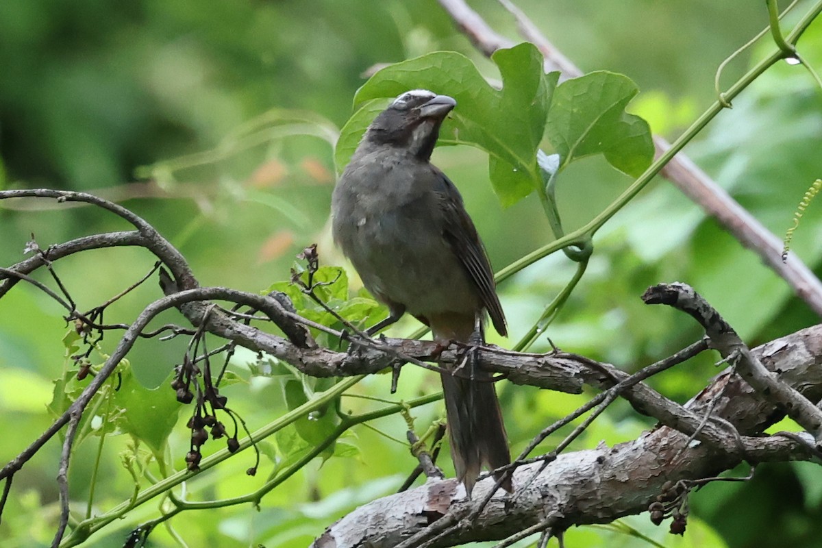 Cinnamon-bellied Saltator - Ian Thompson