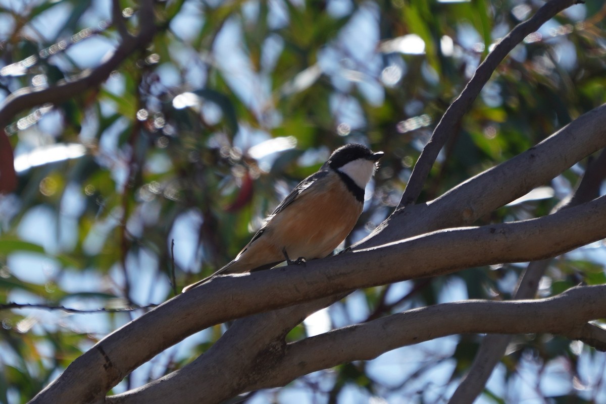 Rufous Whistler - ML624071680