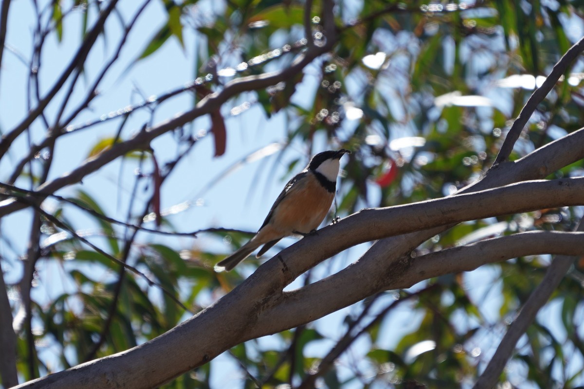 Rufous Whistler - ML624071681