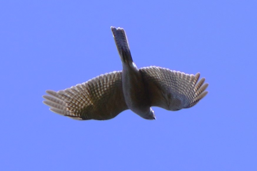 Collared Sparrowhawk - ML624071687