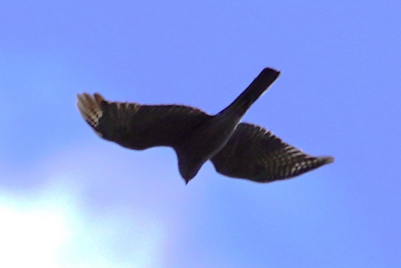 Collared Sparrowhawk - ML624071688