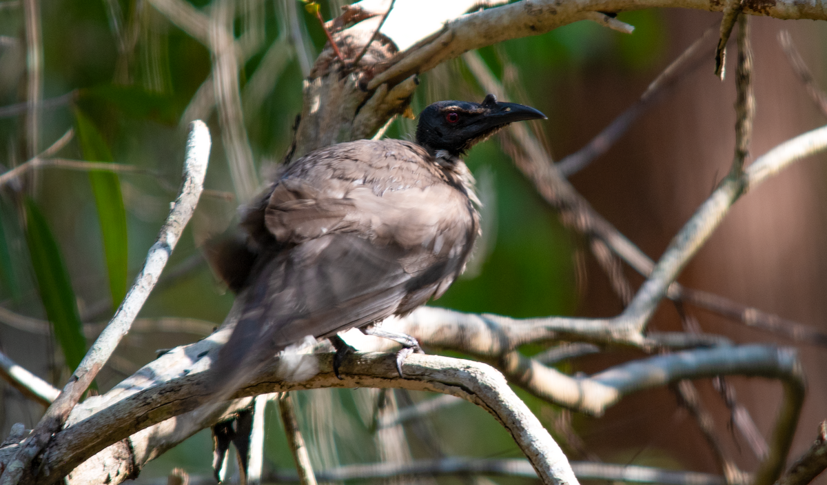 Noisy Friarbird - ML624071692