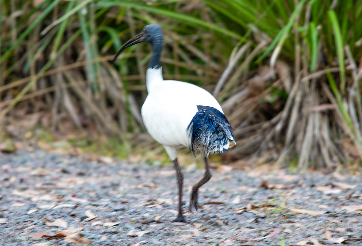 Australian Ibis - ML624071701