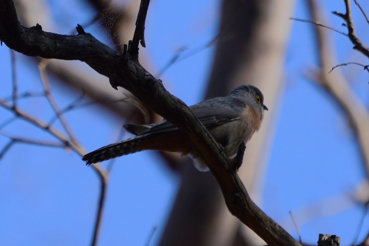 Fan-tailed Cuckoo - ML624071702