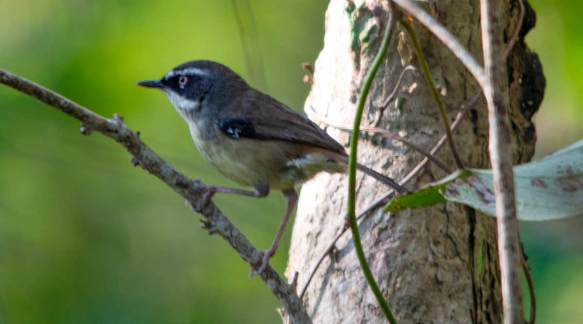 White-browed Scrubwren - ML624071720