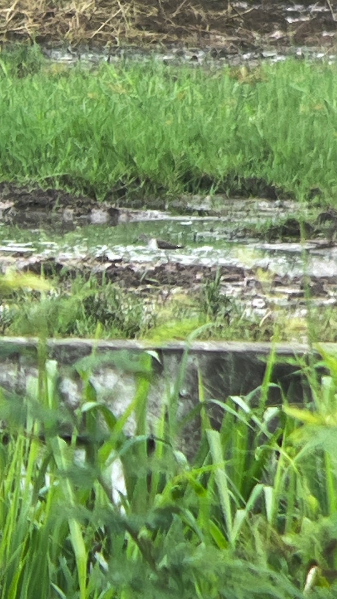 Marsh Sandpiper - ML624071727