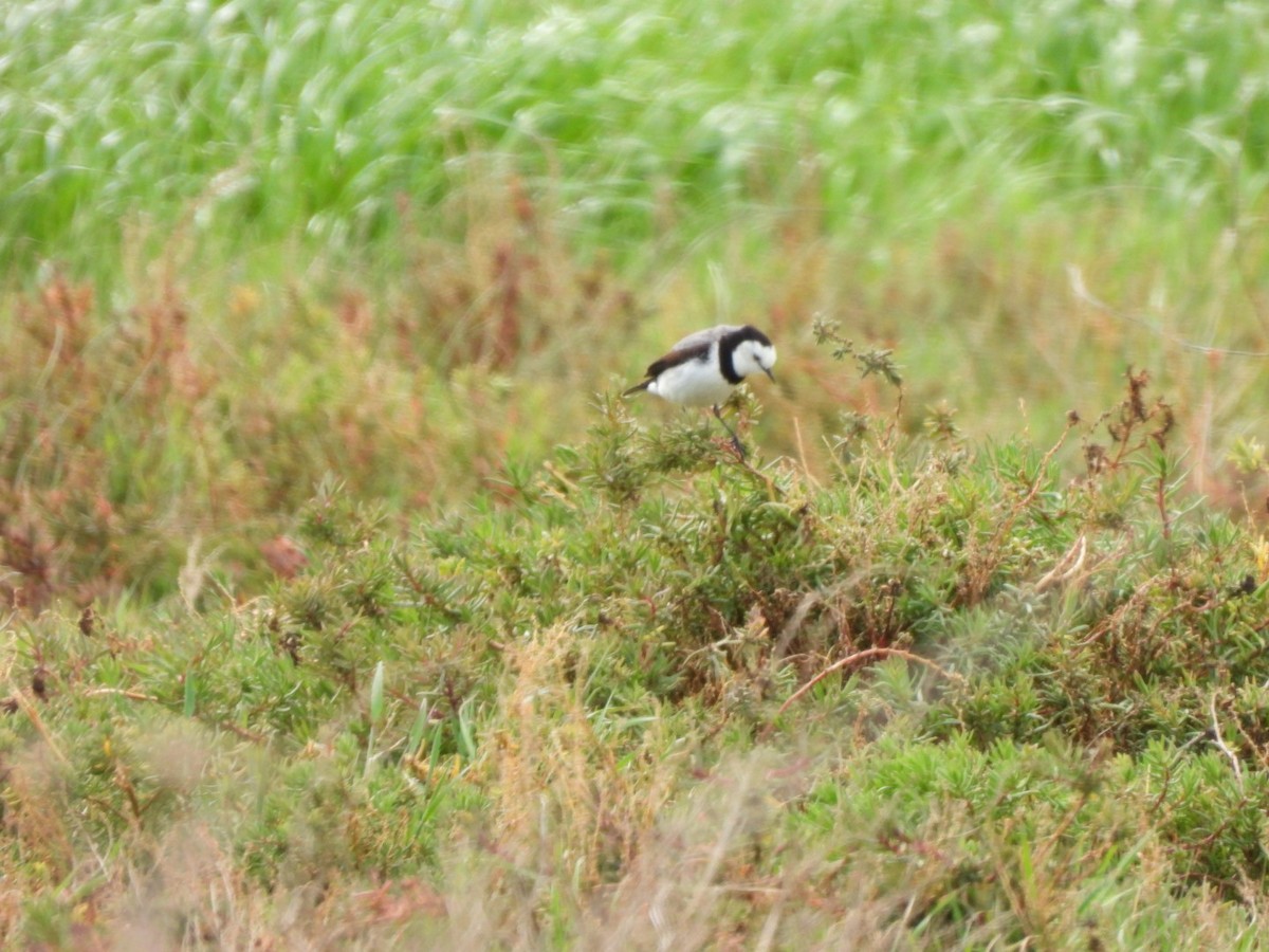 White-fronted Chat - ML624071740