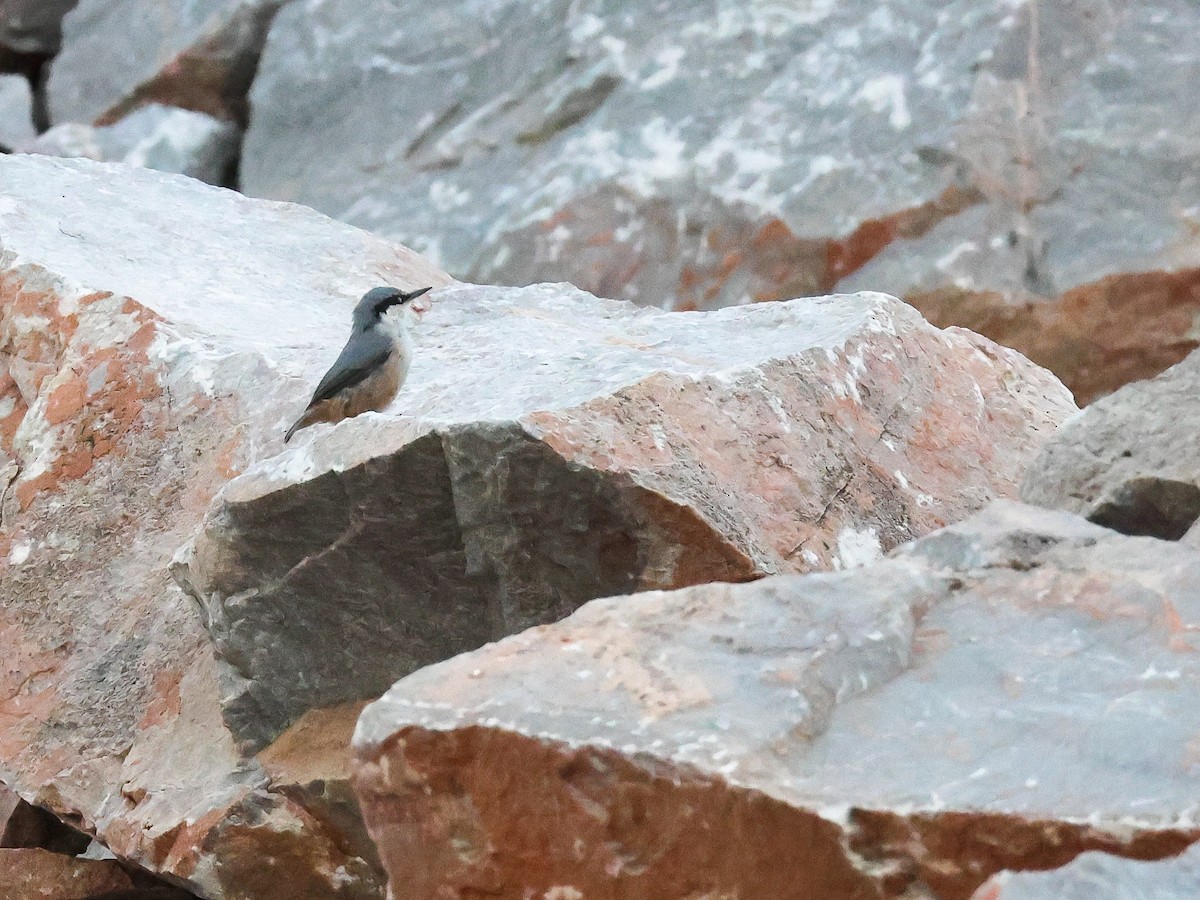 Western Rock Nuthatch - ML624071776