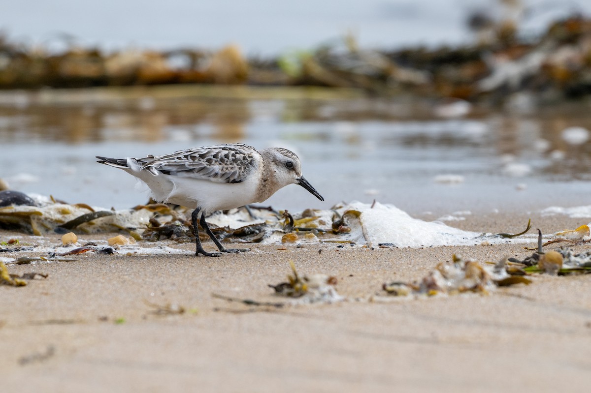 Sanderling - ML624071779